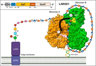 The underlying mechanisms of arenaviral entry through matriglycan